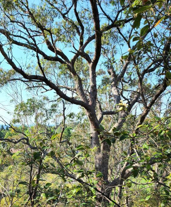 The Black Cockatoo - Secret Garden Treetops Home Katoomba Exterior photo